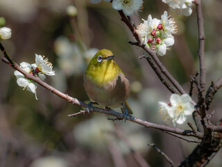 梅の花と野鳥のメジロ