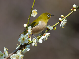 梅の花と野鳥のメジロ