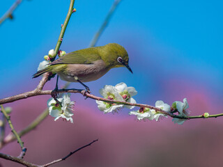 梅の花と野鳥のメジロ