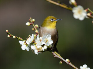 梅の花と野鳥のメジロ