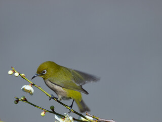 梅の花と野鳥のメジロ