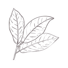 Vector illustration of cocoa leaves. Black outline of branch, graphic drawing. For postcards, design and composition decoration, prints, posters, stickers, menu, stamps