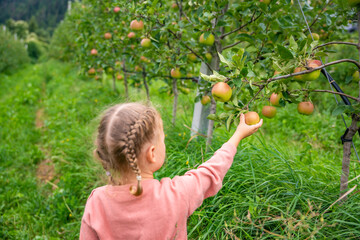 Little girl picking fruit in an apple plantation in South Tyrol, San Pietro town in Italy