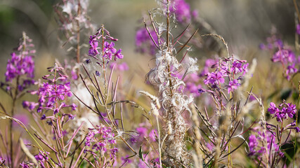 Fireweed flowering plant on a meadow in late summer.