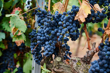 View of the Vineyard at Cenicero, Logroño, La Rioja, Spain, Europe