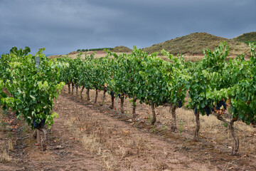 Fototapeta na wymiar View of the Vineyard at Huercanos, Logroño, La Rioja, Spain, Europe