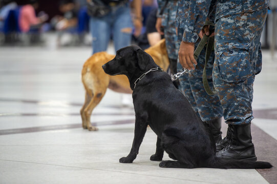 solder and k9 dog in the airport