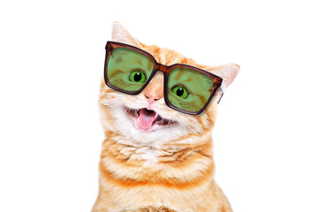Portrait of funny meowing kitten in sunglasses isolated on white background