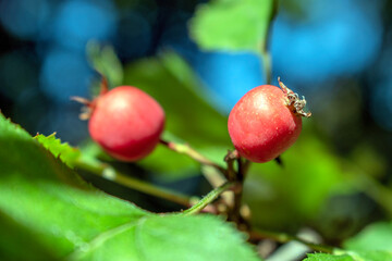 Hawthorn: A Multi-Purpose Plant with Medicinal Properties. (selective focus)
