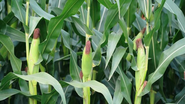Corn cob in a corn plantation. Young and green corn field during the summer.