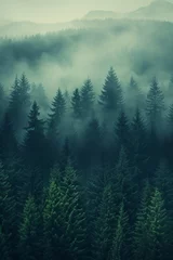 Foto auf Leinwand Misty pine forest background © VeloonaP