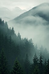 Misty pine forest background