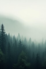 Misty pine forest background