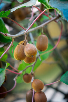  Closeup shot of kiwi plants hanging on tree branches