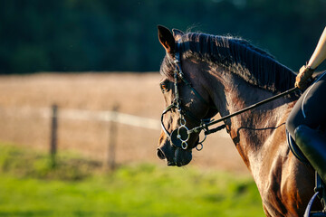 Horse head portraits with bridle and rider photographed from the side in the sunset..