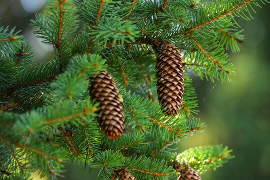 Picea abies. Norway spruce cones. Cones hanging from branch.