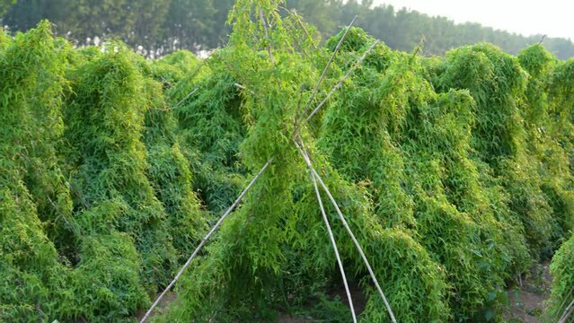 reen chinese yam plants growth in field