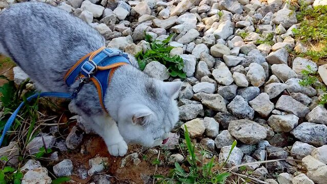 A cute white British cat in an orange harness walking on white gravel stones in summer.