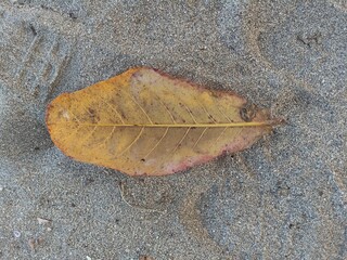 Dry leaves in the beach