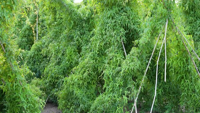 reen chinese yam plants growth in field