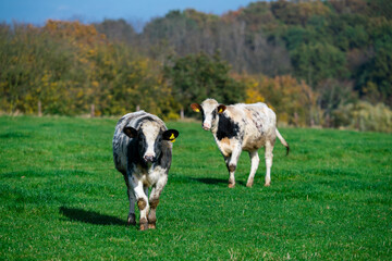 Dairy cows grazing on lush green pasture