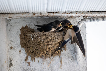 Nest on the roof of a house of swallows with chicks asking for food for their mother. Hirundo rustica, Mud Swallow nest in springtime