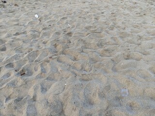 Dry leaves in the beach
