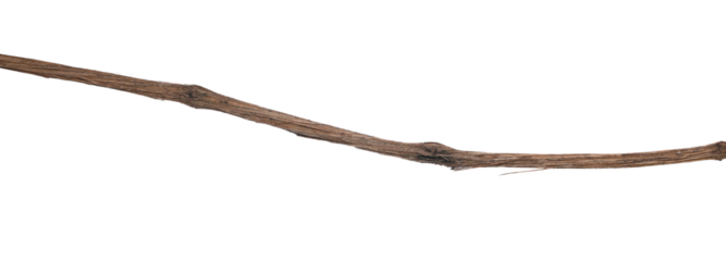 Wild dry liana, jungle vine isolated on white, clipping path