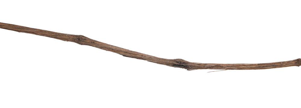 Wild dry liana, jungle vine isolated on white, clipping path