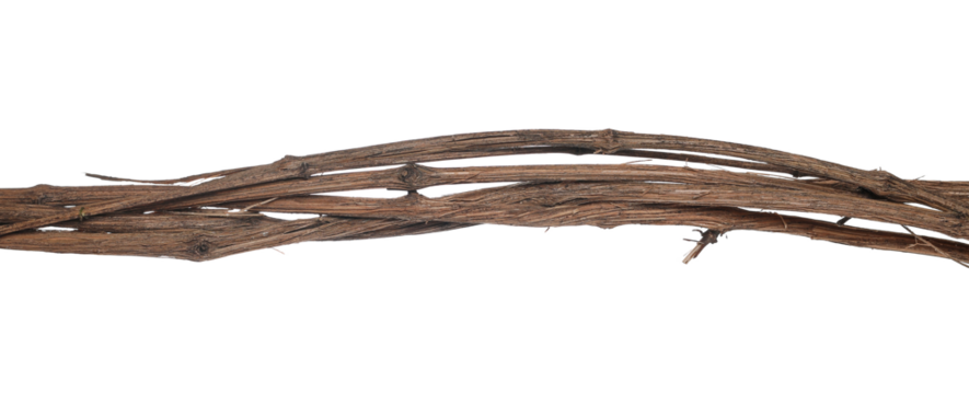 Wild dry liana, jungle vine isolated on white, clipping path