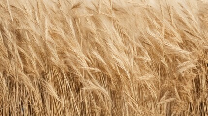 Dry grass texture background close up copy space.