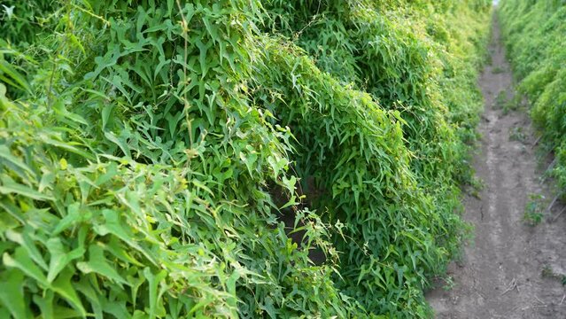 reen chinese yam plants growth in field