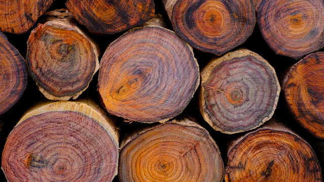 Tree age year rings wooden saw cut of Siam rosewood