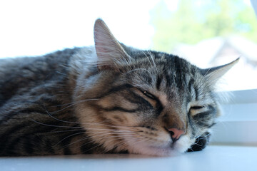 Don't disturb a daydreaming cat. High quality photo