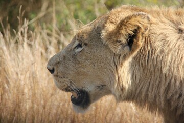 kruger national park wildlife