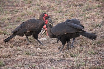 kruger national park wildlife