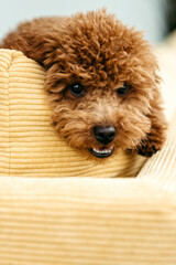 The little chocolate toy poodle is very cute. The poodle is going for a walk. Toy poodle in a suit.