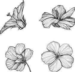 Hibiscus flower bud set. Black and white hand-drawn graphics translated into vector. Botanical illustration for printing on fabric, packaging, prints, stickers, posters, postcards