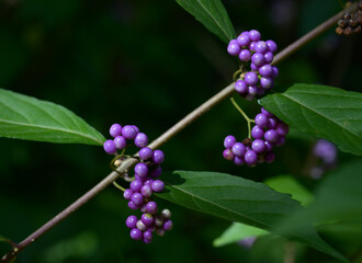 コムラサキの実