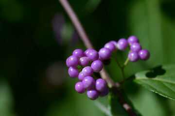 コムラサキの実