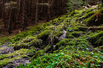 amazing place with rocks green moss and plants with small waterfalls