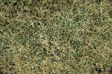 Green grass background