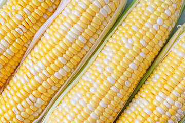 Yellow fresh ears of sweet corn background. Fresh raw corncob with yellow and white grains macro texture, top view, close up. Abstract food background, harvest season, healthy organic food.