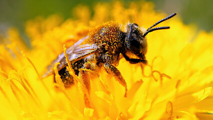 Honey bee on a flower collecting nectar. Macro shot in summer sunshine