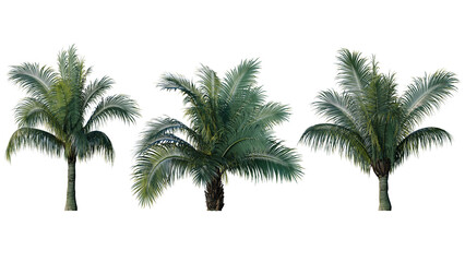 Fototapeta na wymiar Set of palm trees isolated on a transparent background