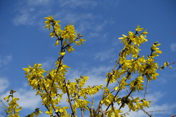 Flowering branches of forsythia against blue sky in mid March