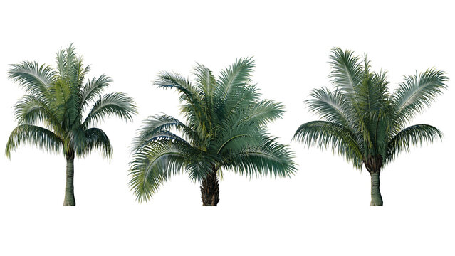 Set of palm trees isolated on a transparent background