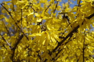 Fresh yellow flowers of forsythia in mid March