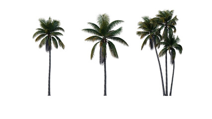 Set of palm trees isolated on a transparent background
