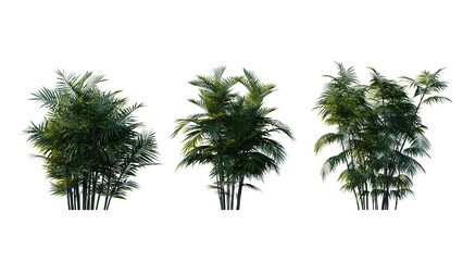 Set of palm trees isolated on a transparent background
